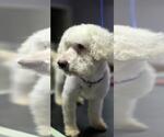 Small #2 Poodle (Miniature) Mix