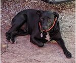 Small #4 Carolina Dog-Labrador Retriever Mix