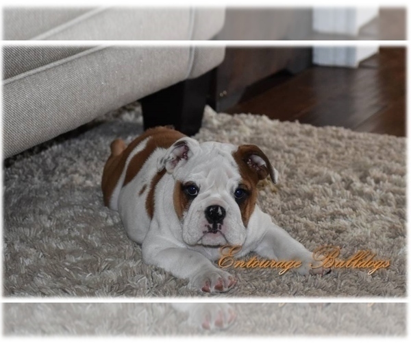 Medium Photo #2 Bulldog Puppy For Sale in MESQUITE, TX, USA