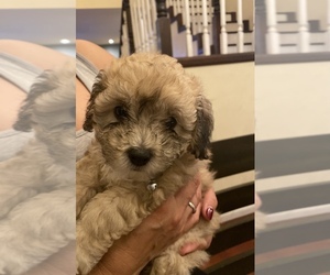 Maltipoo Puppy for sale in LAKEWOOD, CA, USA