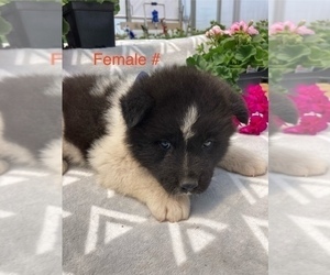 Akita Puppy for sale in LANCASTER, PA, USA