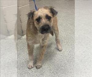 Border Terrier-Unknown Mix Dogs for adoption in Conroe, TX, USA