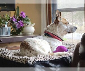 Tex - Male Mutt Dog for Adoption - Photo #2