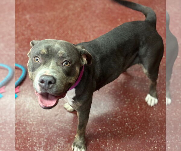 Medium Photo #2 American Pit Bull Terrier-Unknown Mix Puppy For Sale in Fargo, ND, USA