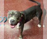 Small #1 American Pit Bull Terrier Mix