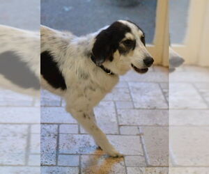 English Setter-Unknown Mix Dogs for adoption in Enfield, CT, USA