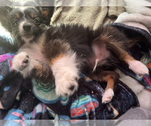 Miniature Australian Shepherd Puppy for sale in AUSTIN, MN, USA