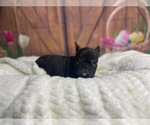 Small Photo #4 French Bulldog Puppy For Sale in POWHATAN, VA, USA