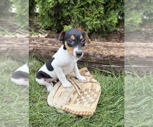 Medium Photo #4 Jack-Rat Terrier Puppy For Sale in MIDDLEBURY, IN, USA