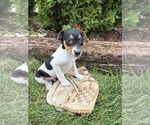 Small #3 Jack-Rat Terrier