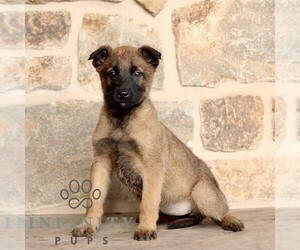 Belgian Malinois Puppy for sale in NEW HOLLAND, PA, USA