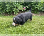 Small Photo #6 Bernese Mountain Dog Puppy For Sale in BRIDGEPORT, WV, USA