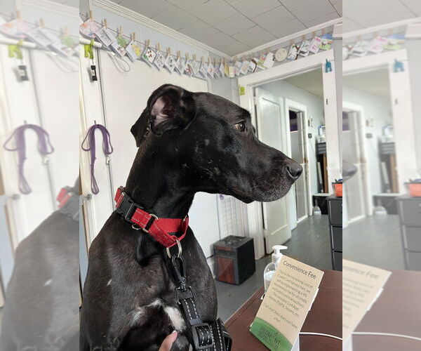 Medium Photo #3 Great Dane-Unknown Mix Puppy For Sale in Mooresville, NC, USA