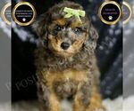 Puppy Taki AKC Poodle (Toy)