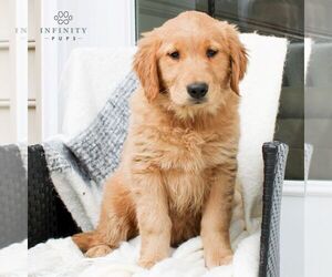 Golden Retriever Puppy for sale in EAST EARL, PA, USA
