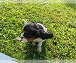 Small Photo #13 Cavalier King Charles Spaniel Puppy For Sale in WOOSTER, OH, USA