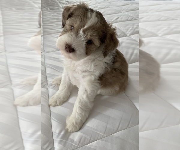 Medium Photo #3 Schnauzer (Miniature) Puppy For Sale in SILER CITY, NC, USA