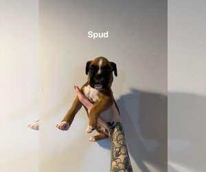 Boxer Puppy for sale in ELKHART, IN, USA