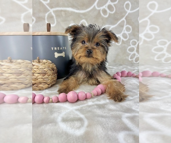 Medium Photo #4 Yorkshire Terrier Puppy For Sale in INDIANAPOLIS, IN, USA