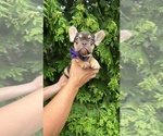 Small #3 French Bulldog