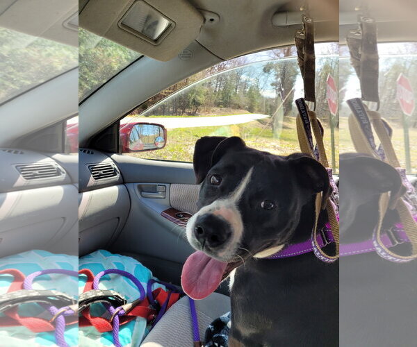 Medium Photo #13 Border Collie-Unknown Mix Puppy For Sale in Spotsylvania, VA, USA