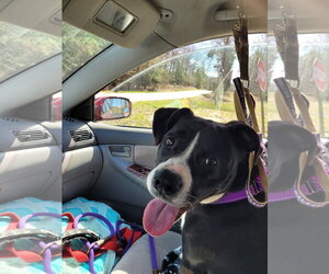 Harper - Female Border Collie-Unknown Mix Dog for Adoption - Photo #13