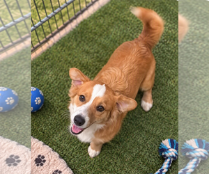 Koa - Female Mutt Dog for Adoption - Photo #2