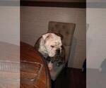 Small Photo #1 Bulldog Puppy For Sale in TUNNEL HILL, GA, USA