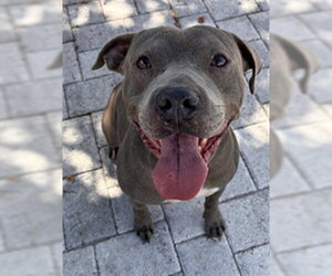 Mutt Dogs for adoption in Sanford, FL, USA
