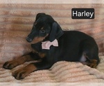Small #4 Doberman Pinscher