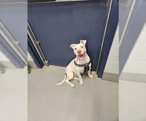 American Pit Bull Terrier-Unknown Mix Dogs for adoption in Corpus Christi, TX, USA
