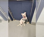 SATURN - Female American Pit Bull Terrier-Unknown Mix Dog for Adoption - Small photo