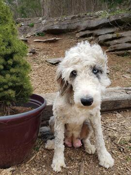 Medium Photo #1 Aussiedoodle Puppy For Sale in DOWELLTOWN, TN, USA