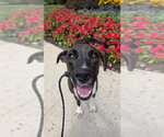 Small #2 Labrador Retriever Mix