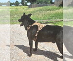 Small #2 German Shepherd Dog Mix