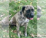 Small Mastiff