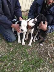 Boxer-Great Dane Mix Puppy for sale in TUSCOLA, IL, USA