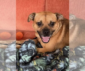 Pug-Unknown Mix Dogs for adoption in Bellingham, WA, USA