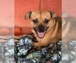 Small Pug Mix