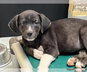 American Pit Bull Terrier-Labrador Retriever Mix Dogs for adoption in Tulsa, OK, USA