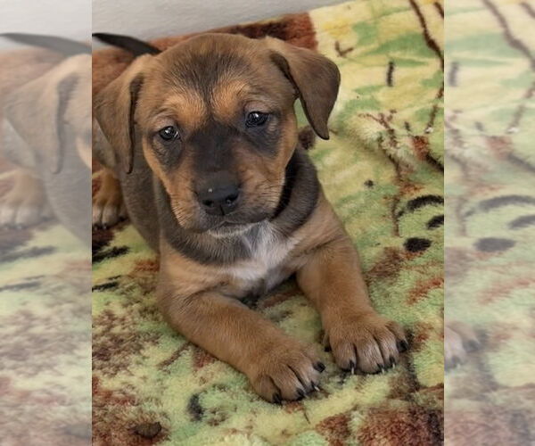 Medium Photo #3 Labrador Retriever-Unknown Mix Puppy For Sale in Bolivar, MO, USA