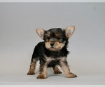 Small #1 Yorkshire Terrier