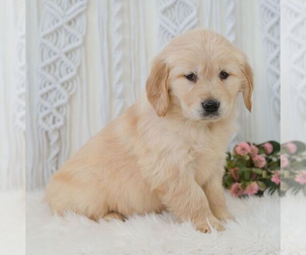 Medium Photo #5 Golden Retriever Puppy For Sale in NEWPORT, PA, USA