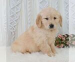 Small #4 Golden Retriever