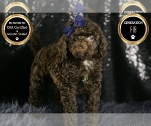 Medium Goldendoodle (Miniature)