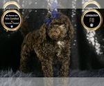 Puppy Brownie F1B Goldendoodle (Miniature)