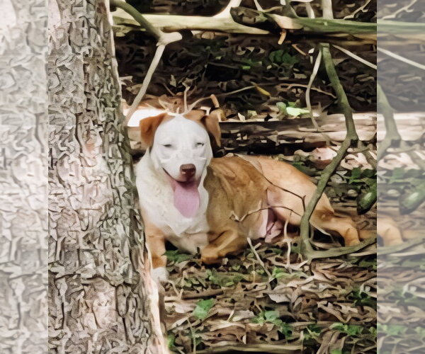 Medium Photo #2 Labrador Retriever-Unknown Mix Puppy For Sale in Rockaway, NJ, USA