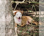 Small #1 Labrador Retriever Mix