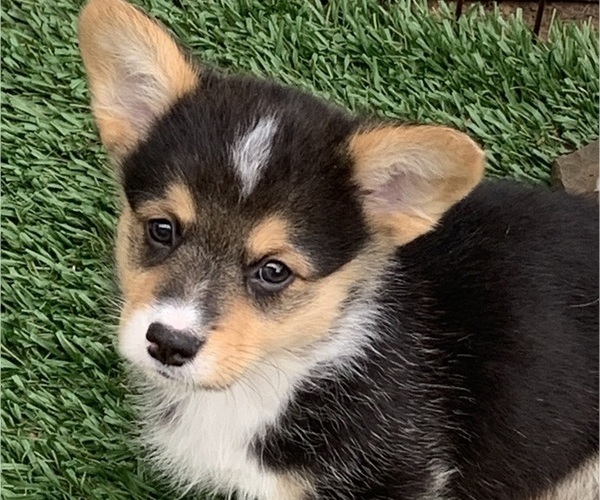 Medium Photo #14 Pembroke Welsh Corgi Puppy For Sale in BURLESON, TX, USA