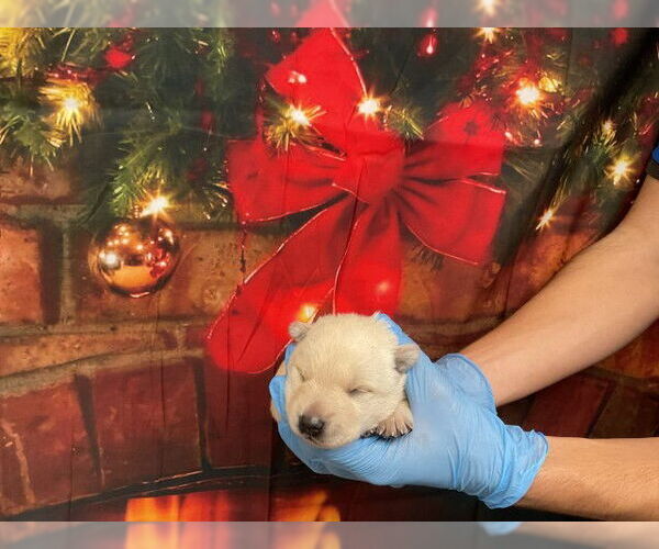 Medium Photo #1 German Shepherd Dog-Unknown Mix Puppy For Sale in San Bernardino, CA, USA